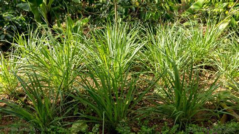 Lemongrass An Extraordinary Medicinal Herb With A Refreshing Citrusy Scent