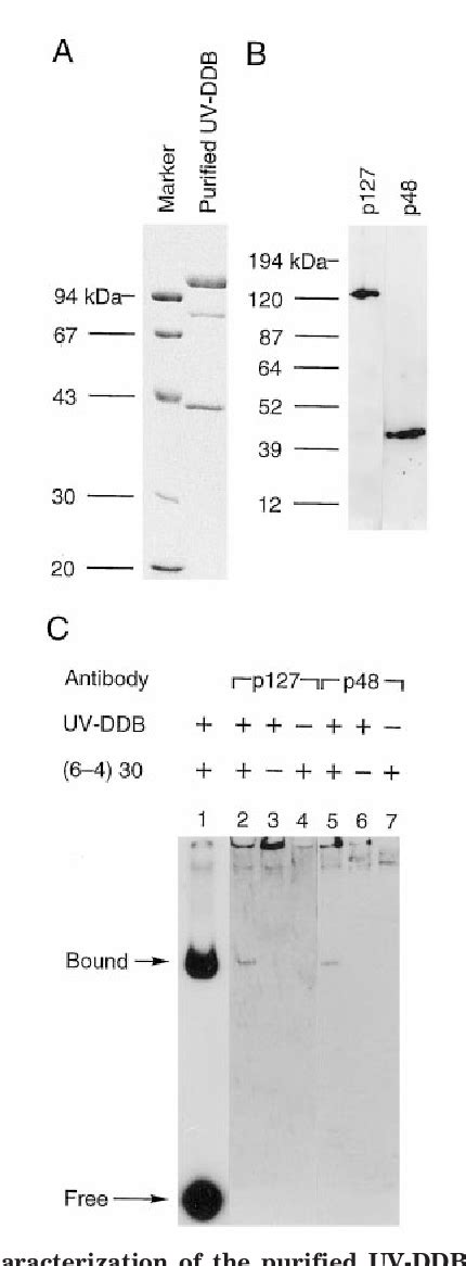 Figure 3 From Characterization Of DNA Recognition By The Human UV