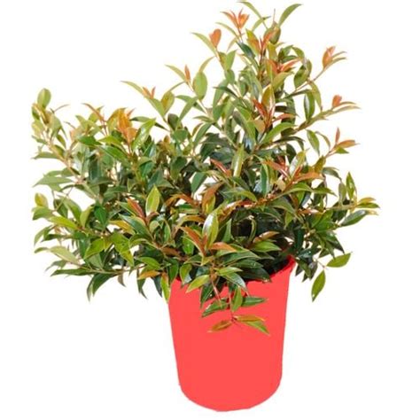 200mm Syzygium Hinterland Gold Hedge Me Range Syzygium Australe