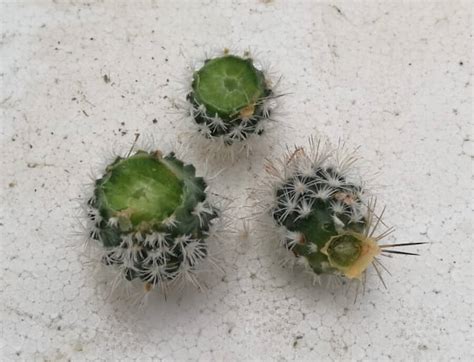 Turbinicarpus Beguinii Polloni Il Fiore Tra Le Spine