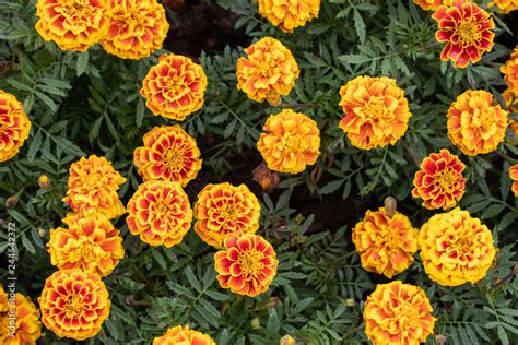 Marigold in the garden. Stock Photo | Adobe Stock