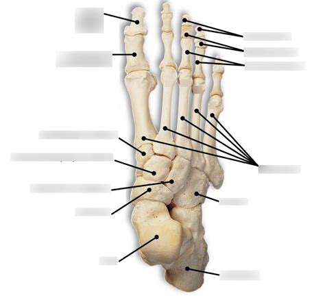 Tarsus Of Ankle Practical 3 Diagram Quizlet