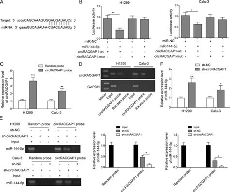 CircRACGAP1 Acts As A Sponge Of MiR 144 5p In NSCLC Cells A Predicted