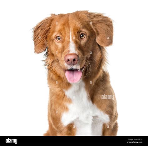 Sitting Toller Hi Res Stock Photography And Images Alamy