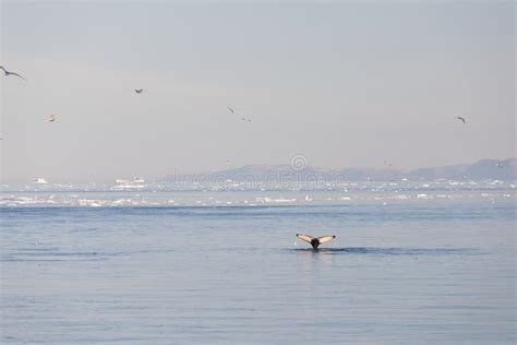 Whale Dive Near Ilulissat among Icebergs. Their Source is by the Jakobshavn Glacier Stock Photo ...