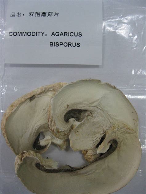 Agaricus Bisporus - Hasnow Imp & Exp Co;Ltd - ecplaza.net