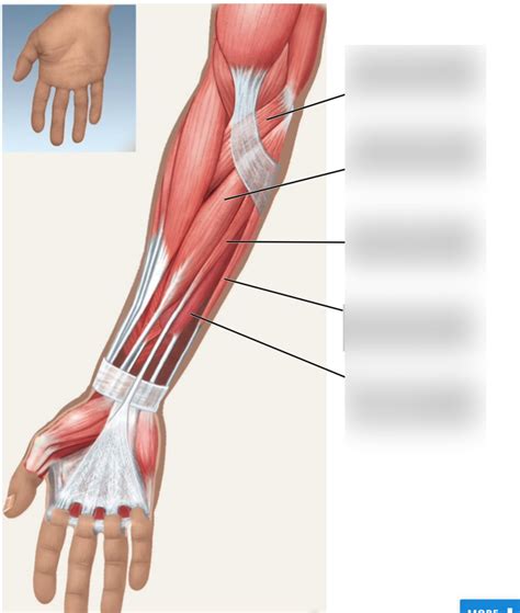 Anterior Forearm Muscle ID On Diagram Diagram Quizlet