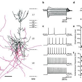 Layer 3 Pyramidal Neurons In GRS Show Similar Firing And Intrinsic