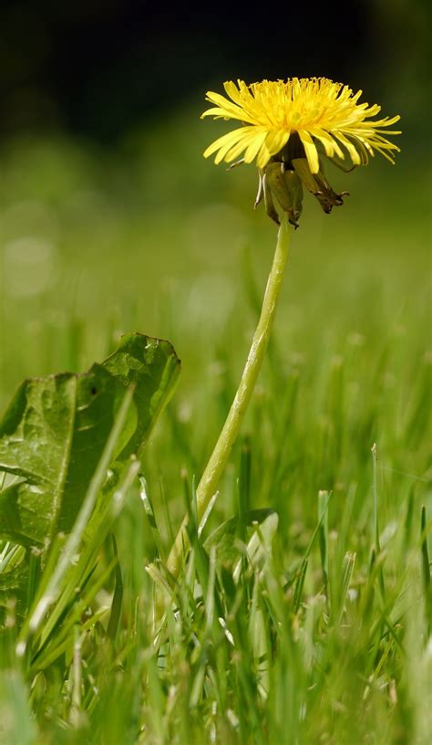 Löwenzahn Wiese Gelb Kostenloses Foto auf Pixabay Pixabay