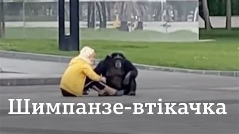 Шимпанзе гуляє Харковом | У Харкові помітили шимпанзе, яка гуляла ...