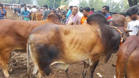 আজ ১লা জুন আমবাড়ী হাট থেকে চট্রগ্রামের খামারী কেমন দামে শাহিওয়াল