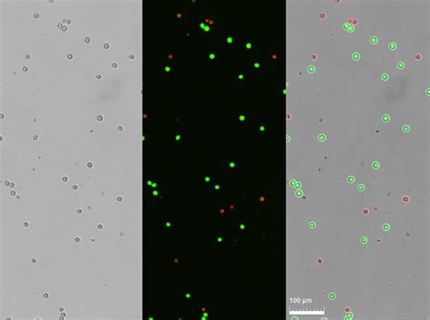 RAW264 7 Logos Biosystems Advanced Imaging Solutions For Research