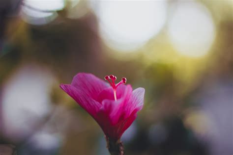images pink flower blossom flora spring petal close