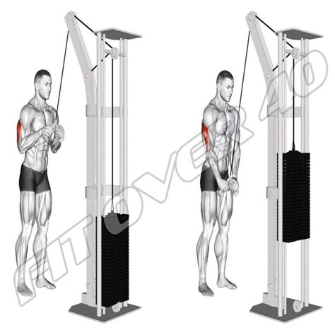 Cable Triceps Pushdown By Ftf40 Jan Exercise How To Skimble