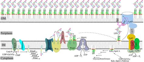 Models For Lps Biogenesis Three Assembly Strategies The Wzy Abc