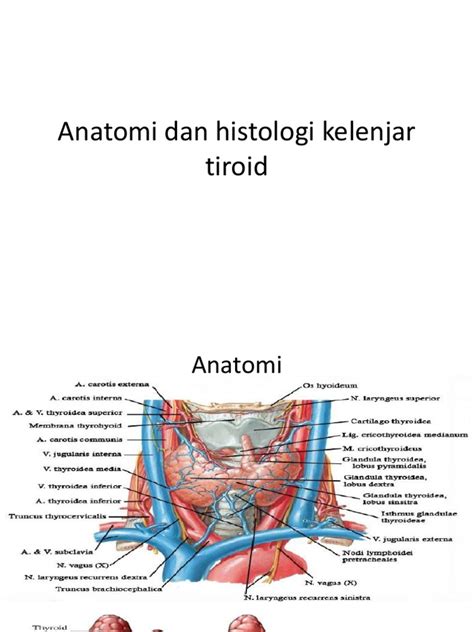 Anatomi Dan Histologi Kelenjar Tiroid Pdf