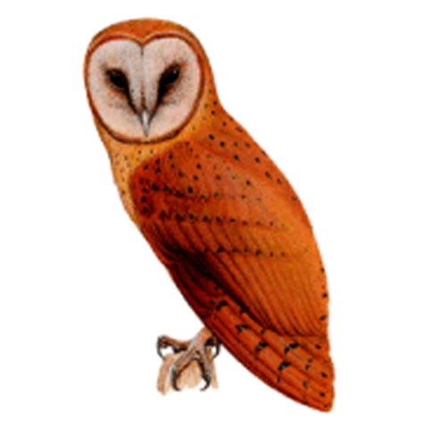 Madagascar’s Red Owl Real Or Hoaxed