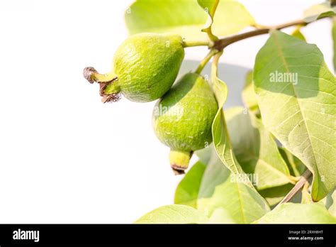 Closeup Of Guava Fruit Hanging On Branch Against White Background Fresh Guavas Fruit Against