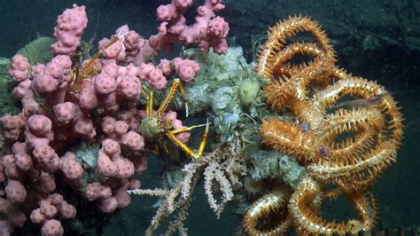 Protect Deep-Sea Corals | The Pew Charitable Trusts