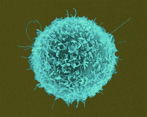 Human T Lymphocyte Photograph By Dennis Kunkel Microscopyscience Photo