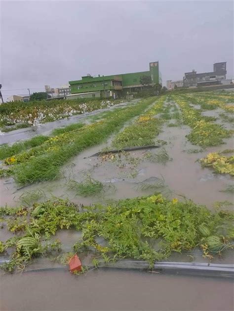 雨彈狂炸辛苦付水流 彰化沿海瓜田全泡湯了 生活 中時