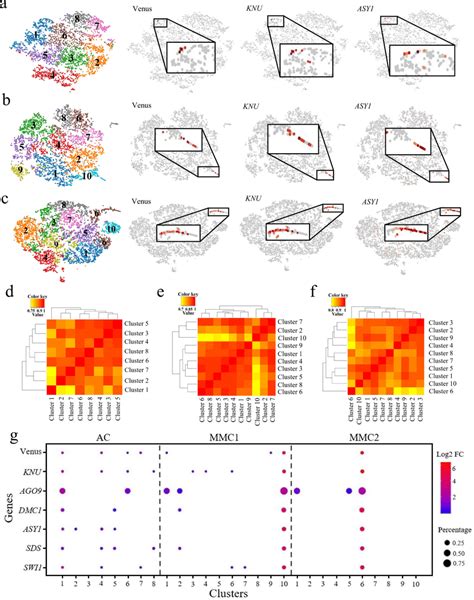 Scrna Seq Data From Ovule Primordia At The Ac Mmc And Mmc