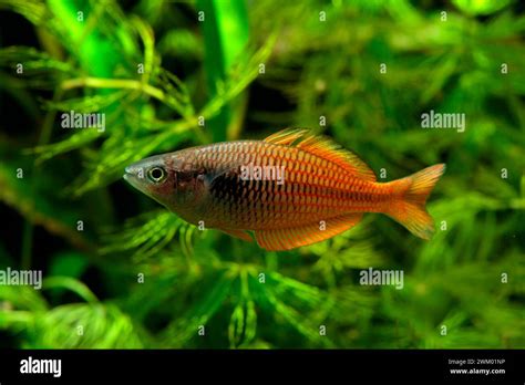 Dwarf Rainbow Fish Melanotaenia Parva Male In Aquarium Stock Photo