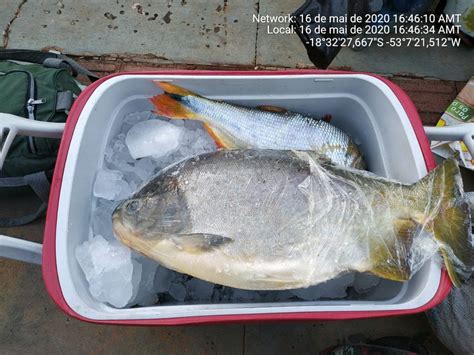 Polícia flagra caminhonete 51 kg de pescado em carroceria e prende