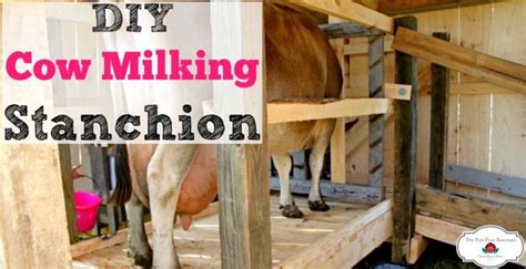 How To Build A Cow Milking Stanchion Elevated Goat Milking Stand