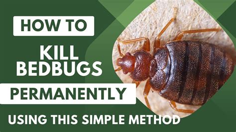 How To Get Rid Of Bedbugs Permanently How To Kill Bedbugs Now Kill