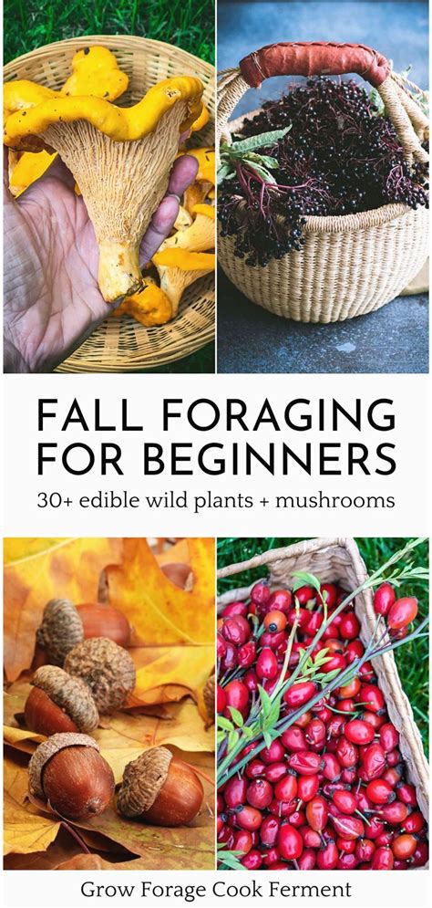 What To Forage In Fall 30 Edible And Medicinal Plants And Mushrooms