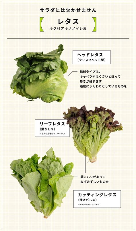 もっと知りたい葉物野菜：農林水産省：農林水産省