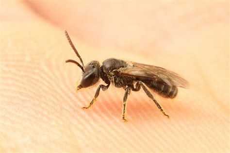 Sweat Bee Strangways Vic Patrickkavanagh Flickr