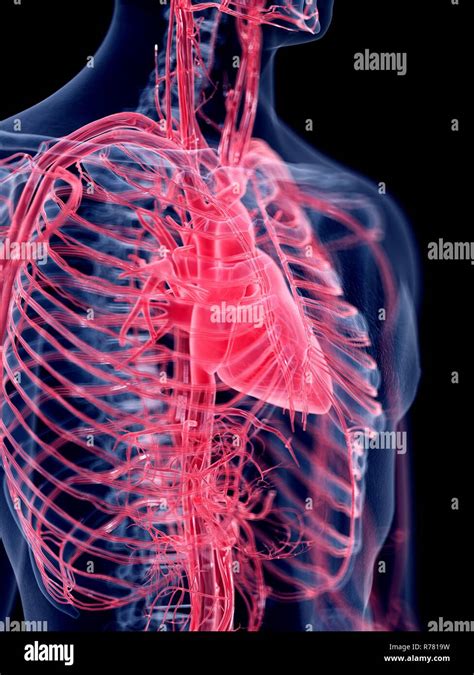 Cuerpo Humano 3d Y Anatomia Del Corazon Fotografías E Imágenes De Alta