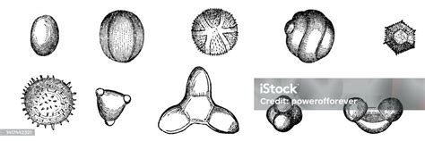 Various Different Types Of Pollen Shapes 19th Century Stock Illustration - Download Image Now ...