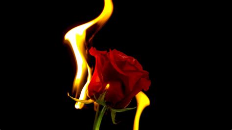 Burning Rose Pictures Download Free Images On Unsplash