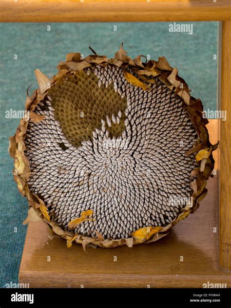 sunflower head full with ripe sunflower seeds Stock Photo - Alamy