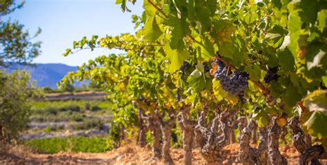 Le Label Vignobles D Couvertes C Te Du Midi