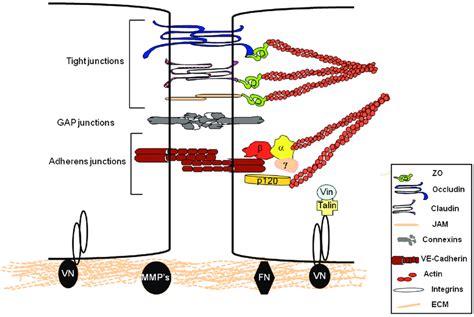 Structural Organization Of Endothelial Cell Intercellular And Matrix