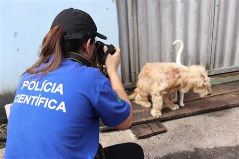 Polícia apura 30 denúncias de maus tratos contra animais na Grande