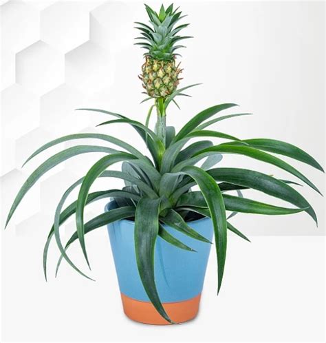 Tips For A Thriving Indoor Pineapple Plant Flower Press