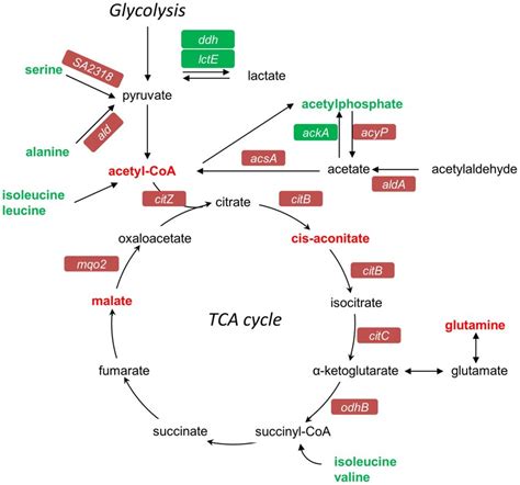 Schematic Representation Of Genes Andor Metabolites Related To The Tca