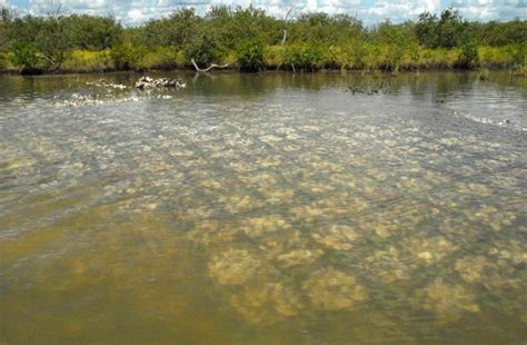 Protecting Our Coasts Naturally PreventionWeb