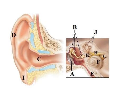 Outer Ear Anatomy Diagram | Quizlet