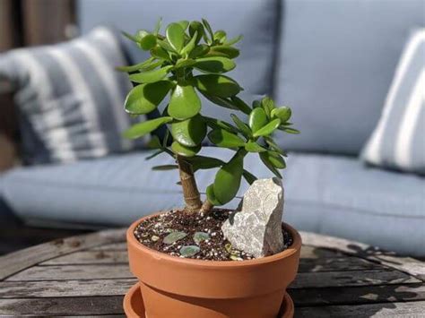 Planta Jade Como Cuidar Inspira Es Para Decorar Sua Casa