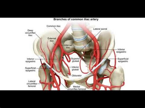 Obturator Artery Anatomy D Youtube