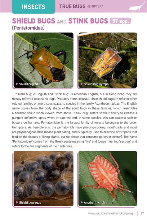 Cool Bugs Of Hong Kong 1 Genus Eusthenes And The Lychee Stink Bug