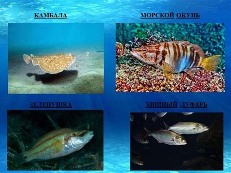Морские обитатели Черного моря - презентация онлайн