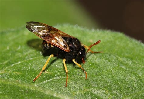 Scabious Sawfly Abia Sericea Cimbicidae Barnack Hill Flickr