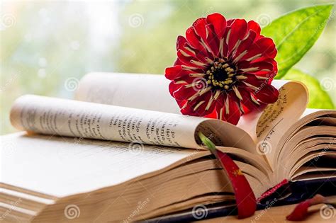 Open Bible And Flower Stock Image Image Of Summer Spring 76583607